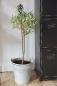 Preview: Wrought Iron Garden Spike with French Ornament Antique Brown 85 cm