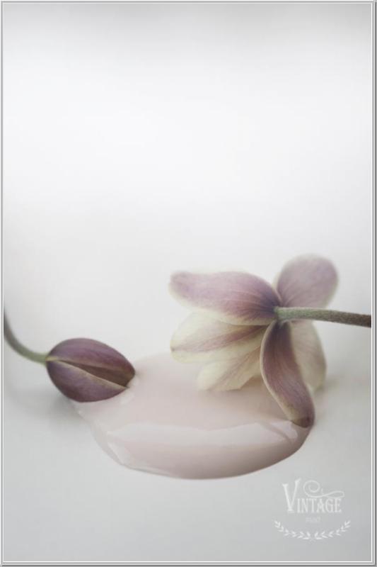 Antique Rose 700 ml